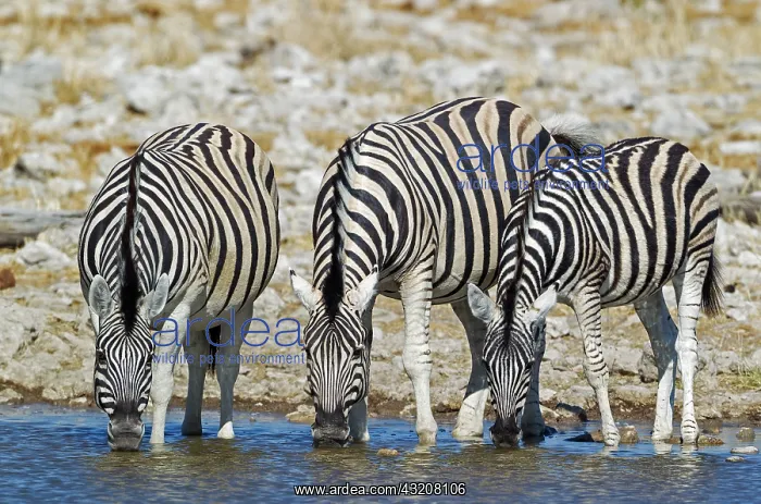  : 80183592 Burchell's Zebra - drinking at a waterhole