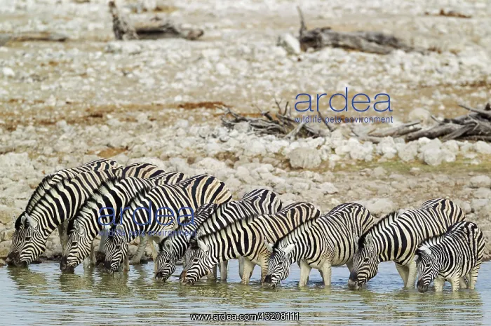 : 80183593 Burchell's Zebra - drinking at a waterhole : 80183593 Burchell's Zebra - drinking at a waterhole