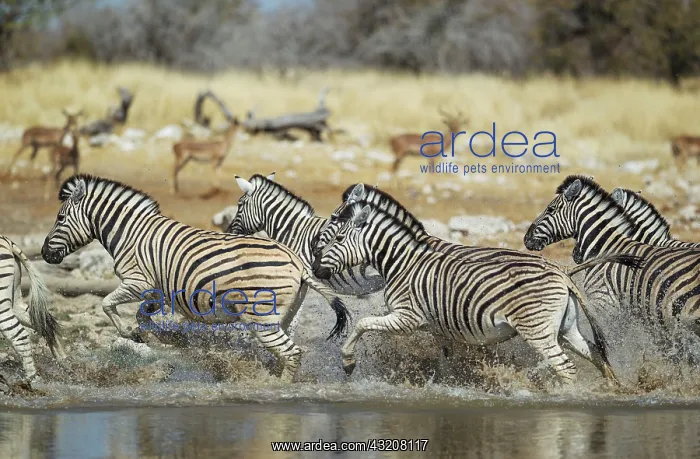 : 80183594 Burchell's Zebra - startled at waterhole : 80183594 Burchell's Zebra - startled at waterhole