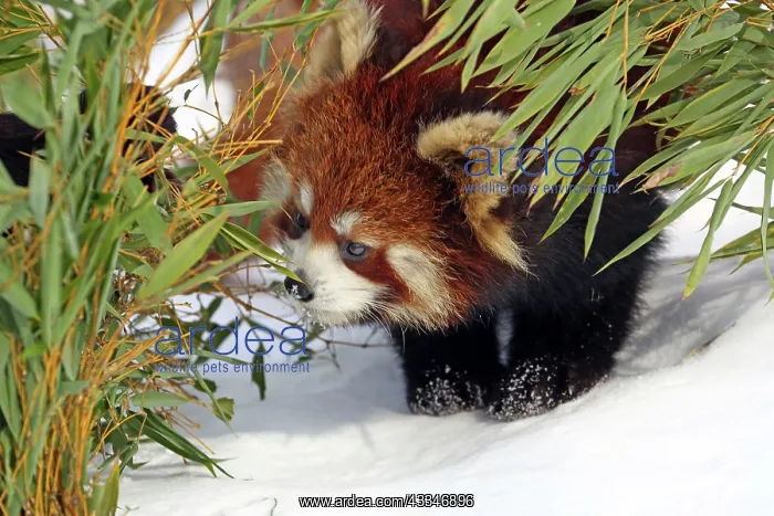 : 80183618 Red Panda at Ashiyama Zoo, Asahikawa, Japan : 80183618 Red Panda at Ashiyama Zoo, Asahikawa, Japan