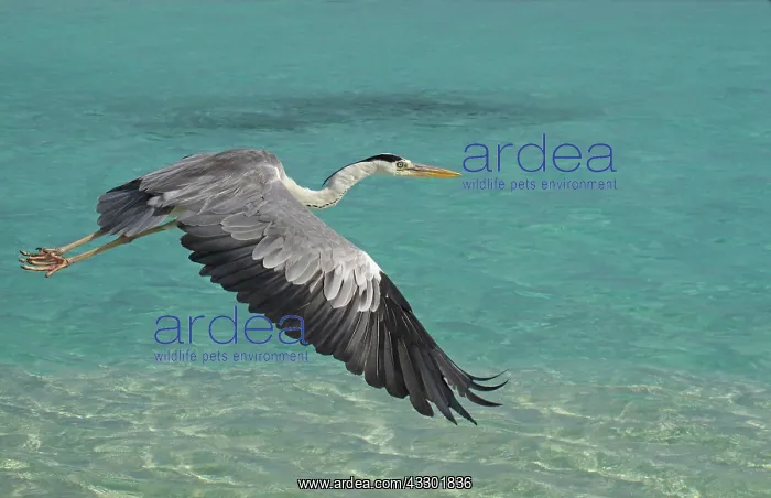 : 80183981 Grey Heron - in flight over water Maldives : 80183981 Grey Heron - in flight over water Maldives