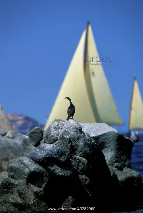 : 80183989 Cormorant Sardinia, Italy Agenzia Giornalistica : 80183989 Cormorant Sardinia, Italy Agenzia Giornalistica