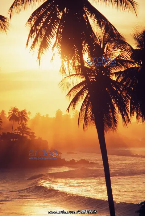  : 80183990 Beach Scene - sunset Guadalupe, Caribbean