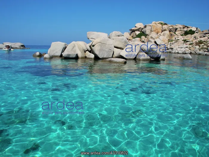 : 80183992 Lavezzi Island Corsica, France Agenzia : 80183992 Lavezzi Island Corsica, France Agenzia