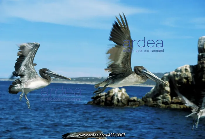 : 80183993 Pelicans - in flight Cabo s. Lucas, Baja : 80183993 Pelicans - in flight Cabo s. Lucas, Baja