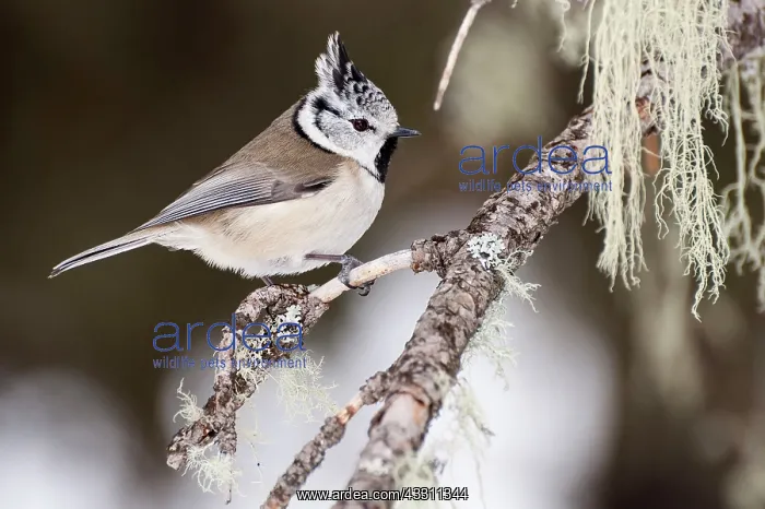  : 80183998 European Crested Tit Alps, Italy Lophophanes