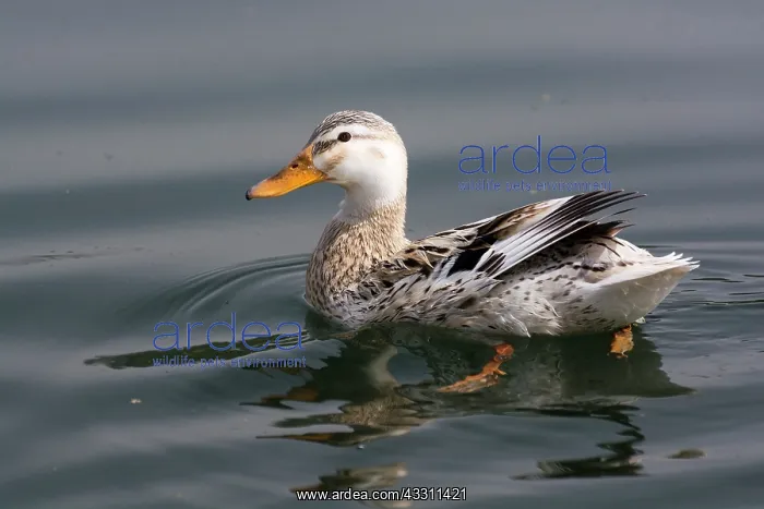 : 80183999 Mallard / Wild Duck - very pale female : 80183999 Mallard / Wild Duck - very pale female