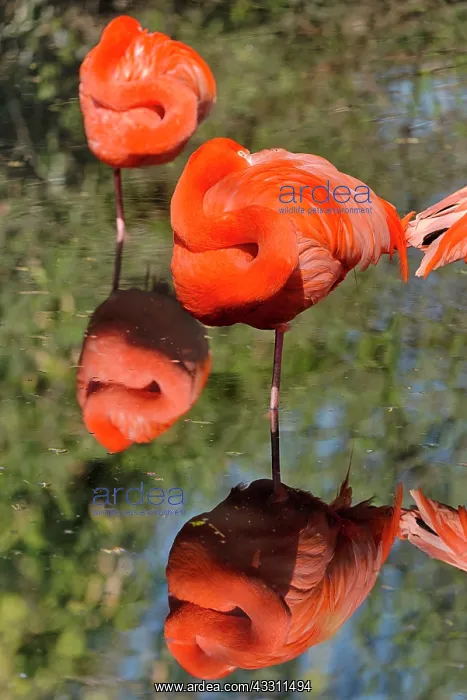 : 80184000 American Flamingo / Caribbean Flamingo : 80184000 American Flamingo / Caribbean Flamingo