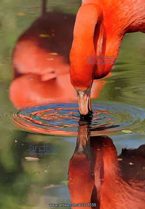 : 80184001 American Flamingo / Caribbean Flamingo : 80184001 American Flamingo / Caribbean Flamingo