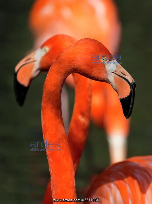 : 80184003 American Flamingo / Caribbean Flamingo : 80184003 American Flamingo / Caribbean Flamingo