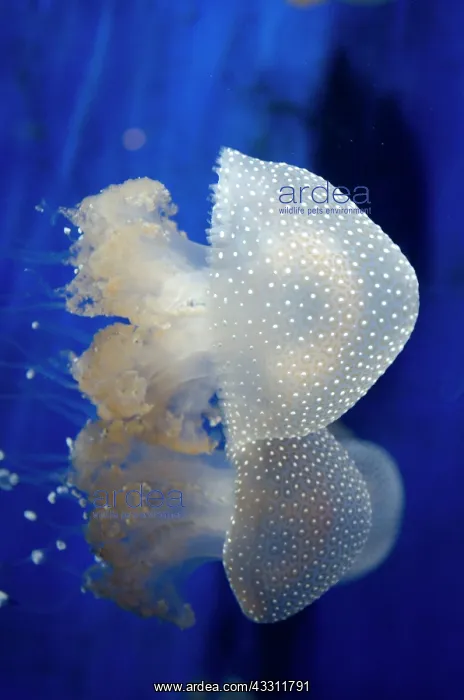 : 80184005 Floating Bell / Australian Spotted / White-spotted : 80184005 Floating Bell / Australian Spotted / White-spotted