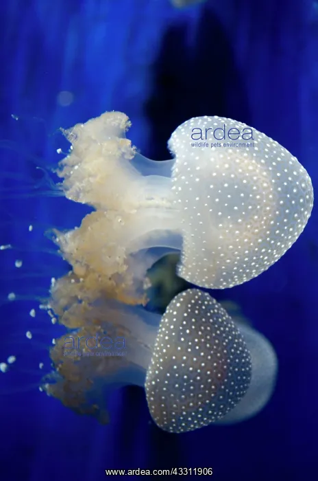  : 80184006 Floating Bell  /  Australian Spotted  /  White-spotted