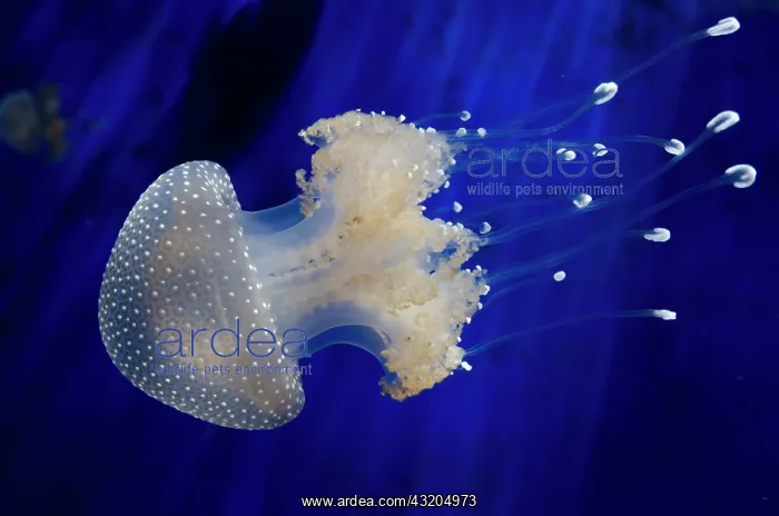 : 80184007 Floating Bell / Australian Spotted / White-spotted : 80184007 Floating Bell / Australian Spotted / White-spotted