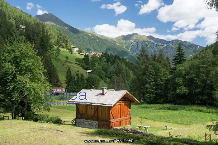 : 80184008 The Alps Stelvio National Park, Rabbi Valley : 80184008 The Alps Stelvio National Park, Rabbi Valley