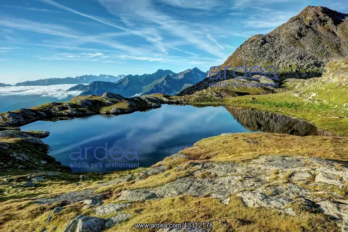 : 80184009 Corvo Alpine Lake - (2464m) The Alps Stelvio : 80184009 Corvo Alpine Lake - (2464m) The Alps Stelvio