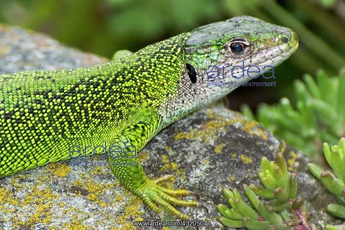 : 80184013 Western Green Lizard Alps Lacerta bilineata : 80184013 Western Green Lizard Alps Lacerta bilineata