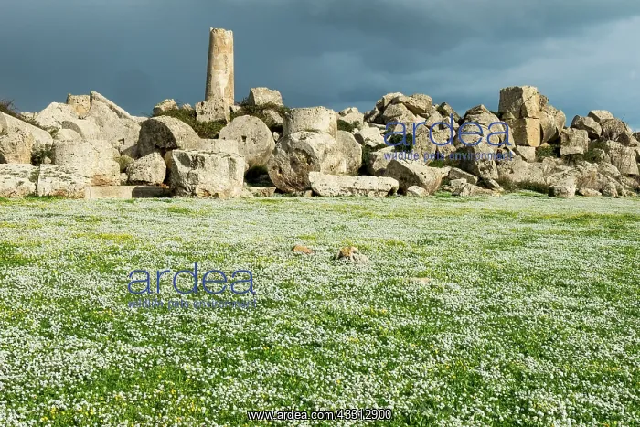 : 80184015 Sweet Alyssum Flowers - archaeological : 80184015 Sweet Alyssum Flowers - archaeological