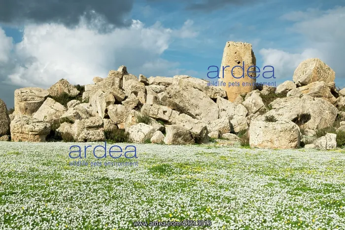 : 80184016 Sweet Alyssum Flowers - archaeological : 80184016 Sweet Alyssum Flowers - archaeological