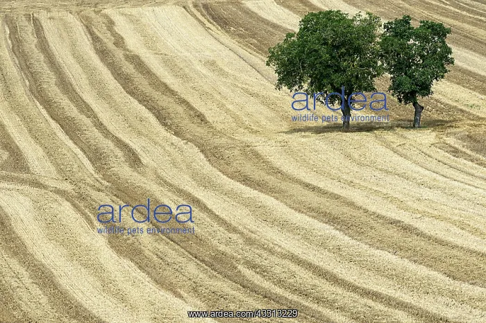 : 80184018 Crops - harvesting fields Sancerre, France : 80184018 Crops - harvesting fields Sancerre, France
