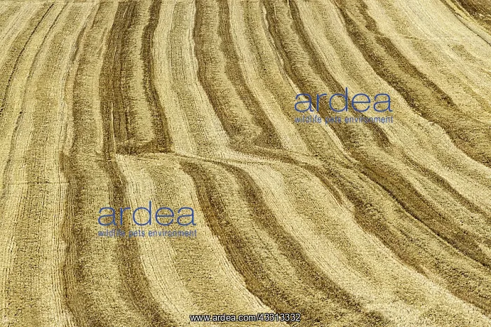 : 80184019 Crops - harvesting fields Sancerre, France : 80184019 Crops - harvesting fields Sancerre, France