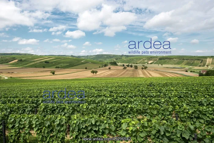 : 80184020 Vineyards - and fields Sancerre, France : 80184020 Vineyards - and fields Sancerre, France