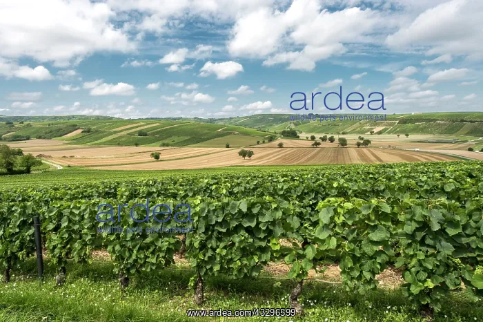 : 80184021 Vineyards - and fields Sancerre, France : 80184021 Vineyards - and fields Sancerre, France