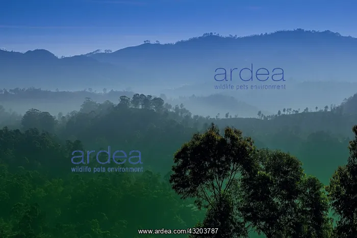 : 80184024 Mountains Enna, Sri Lanka Agenzia Giornalistica : 80184024 Mountains Enna, Sri Lanka Agenzia Giornalistica