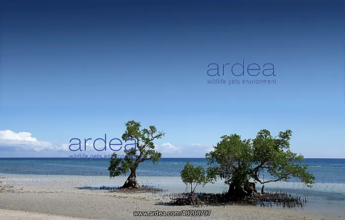 : 80184025 Beach Siquijor Island, Philippines Agenzia : 80184025 Beach Siquijor Island, Philippines Agenzia