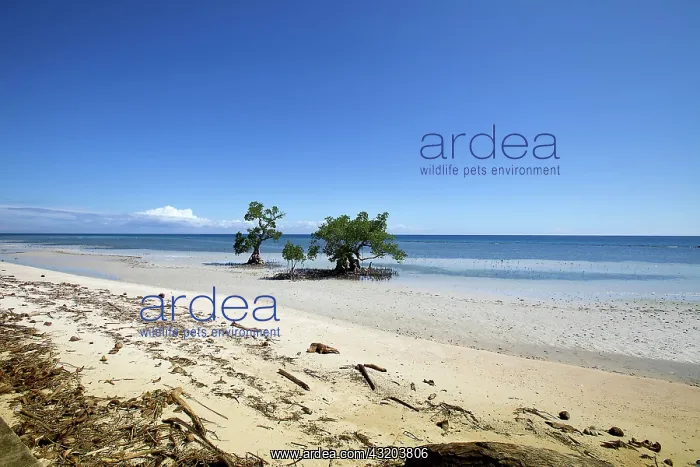  : 80184026 Beach Siquijor Island, Philippines Agenzia