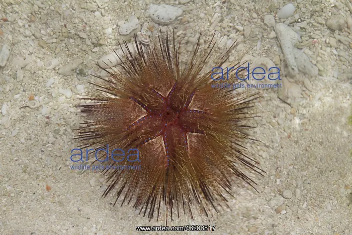 : 80184027 Eye of Red Sea Urchin Philippines Agenzia : 80184027 Eye of Red Sea Urchin Philippines Agenzia
