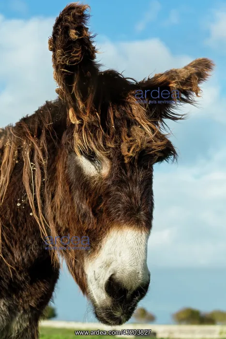 : 80184028 Poitou Donkey France Agenzia Giornalistica : 80184028 Poitou Donkey France Agenzia Giornalistica