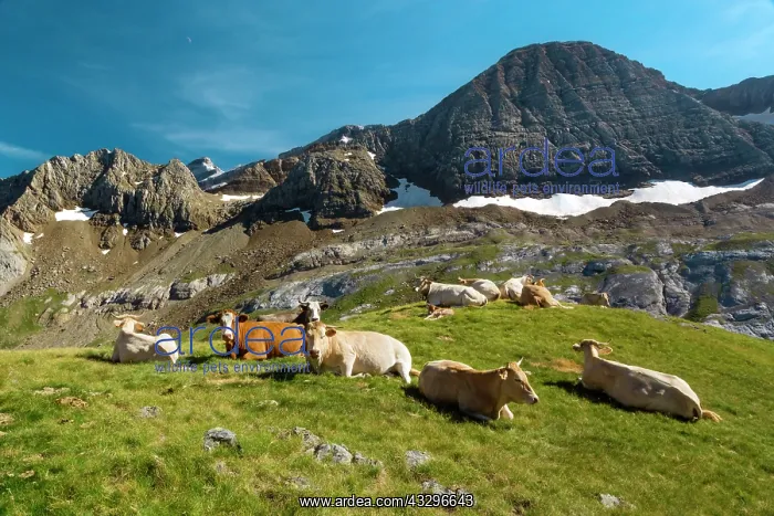 : 80184030 Cattle Col Des Tentes, Hautes Pyrenees : 80184030 Cattle Col Des Tentes, Hautes Pyrenees