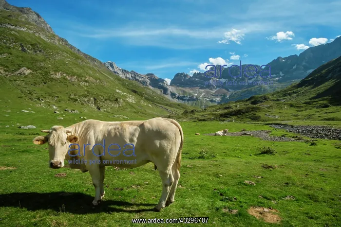 : 80184035 Cattle Cirque Of Estaube, Hautes Pyrenees : 80184035 Cattle Cirque Of Estaube, Hautes Pyrenees
