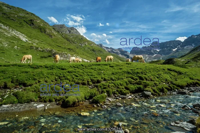 : 80184036 The Cirque Of Estaube Hautes Pyrenees : 80184036 The Cirque Of Estaube Hautes Pyrenees