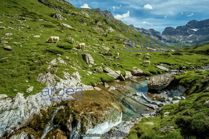 : 80184039 The Cirque Of Estaube Hautes Pyrenees : 80184039 The Cirque Of Estaube Hautes Pyrenees