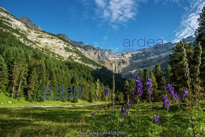 : 80184043 The Cirque Of Gavarnie, Hautes Pyrenees : 80184043 The Cirque Of Gavarnie, Hautes Pyrenees