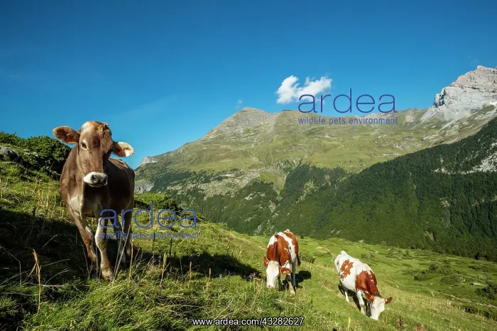 : 80184046 Cattle Cirque Of Gavarnie From Plateau : 80184046 Cattle Cirque Of Gavarnie From Plateau