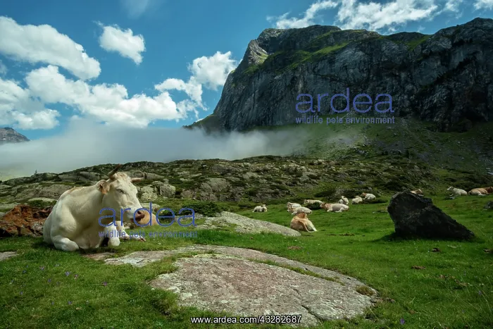 : 80184050 The Valley Cirque Of Estaube, Hautes Pyrenees : 80184050 The Valley Cirque Of Estaube, Hautes Pyrenees