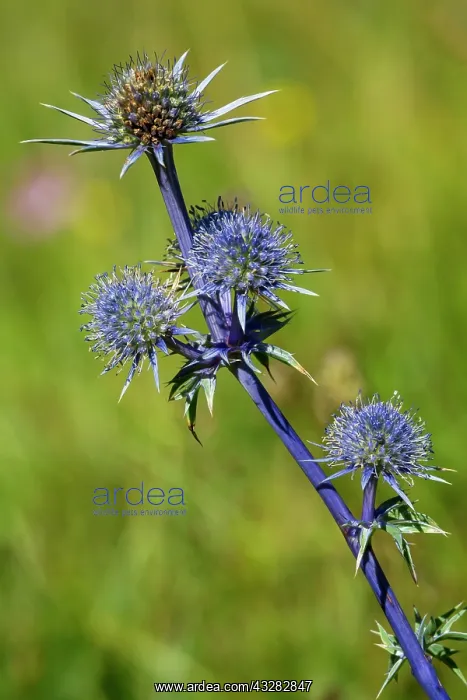 : 80184061 Mediterranean Sea Holly Hautes Pyrenees : 80184061 Mediterranean Sea Holly Hautes Pyrenees