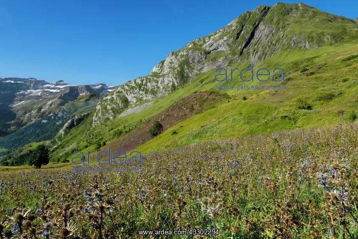 : 80184062 Plateau de Saugue Cirque Of Gavarnie, Hautes : 80184062 Plateau de Saugue Cirque Of Gavarnie, Hautes
