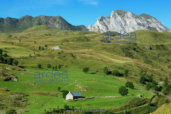 : 80184066 Plateau de Saugue Hautes Pyrenees, France : 80184066 Plateau de Saugue Hautes Pyrenees, France