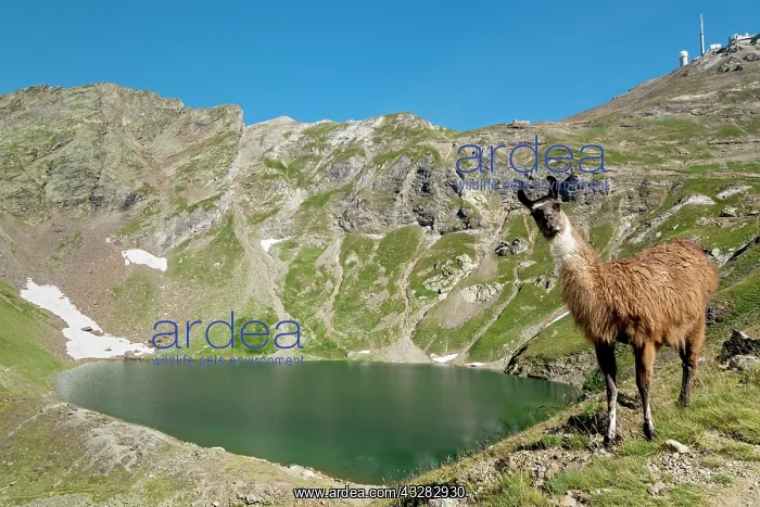 : 80184068 Llamas Lake Of Oncet, Pic Du Midi De Bigorre : 80184068 Llamas Lake Of Oncet, Pic Du Midi De Bigorre