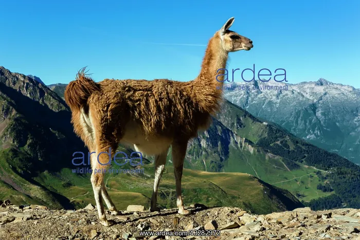 : 80184070 Llamas Col Du Tourmalet, Hautes Pyrennes : 80184070 Llamas Col Du Tourmalet, Hautes Pyrennes
