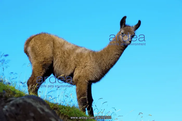 : 80184071 Llamas Col Du Tourmalet, Hautes Pyrennes : 80184071 Llamas Col Du Tourmalet, Hautes Pyrennes