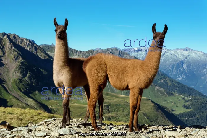 : 80184072 Llamas Col Du Tourmalet, Hautes Pyrennes : 80184072 Llamas Col Du Tourmalet, Hautes Pyrennes