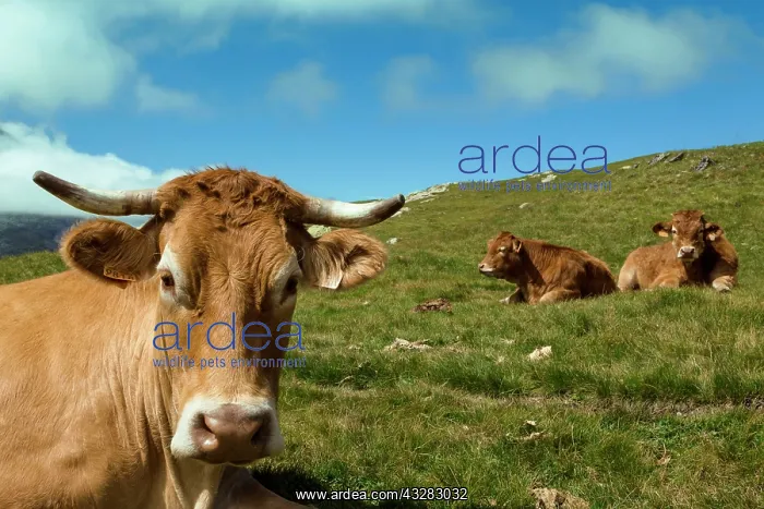 : 80184075 Cattle Cirque de Troumouse, Hautes Pyrenees : 80184075 Cattle Cirque de Troumouse, Hautes Pyrenees