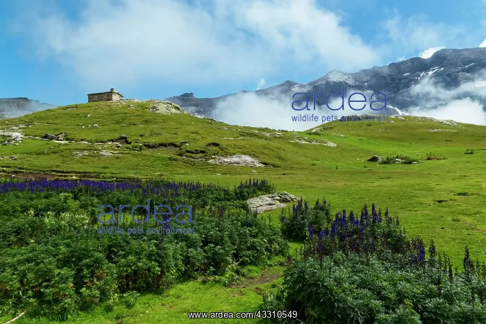 : 80184081 The Cirque De Troumouse Hautes Pyrenees : 80184081 The Cirque De Troumouse Hautes Pyrenees