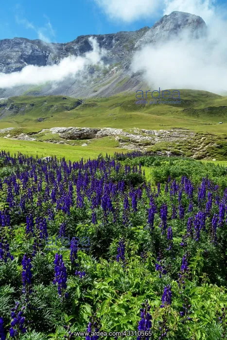  : 80184082 The Cirque De Troumouse Hautes Pyrenees