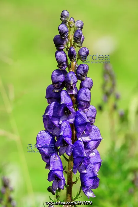 : 80184083 Aconitum Napellus Hautes Pyrenees, France : 80184083 Aconitum Napellus Hautes Pyrenees, France