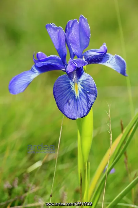 : 80184085 Iris Hautes Pyrenees, France Iris latifolia : 80184085 Iris Hautes Pyrenees, France Iris latifolia